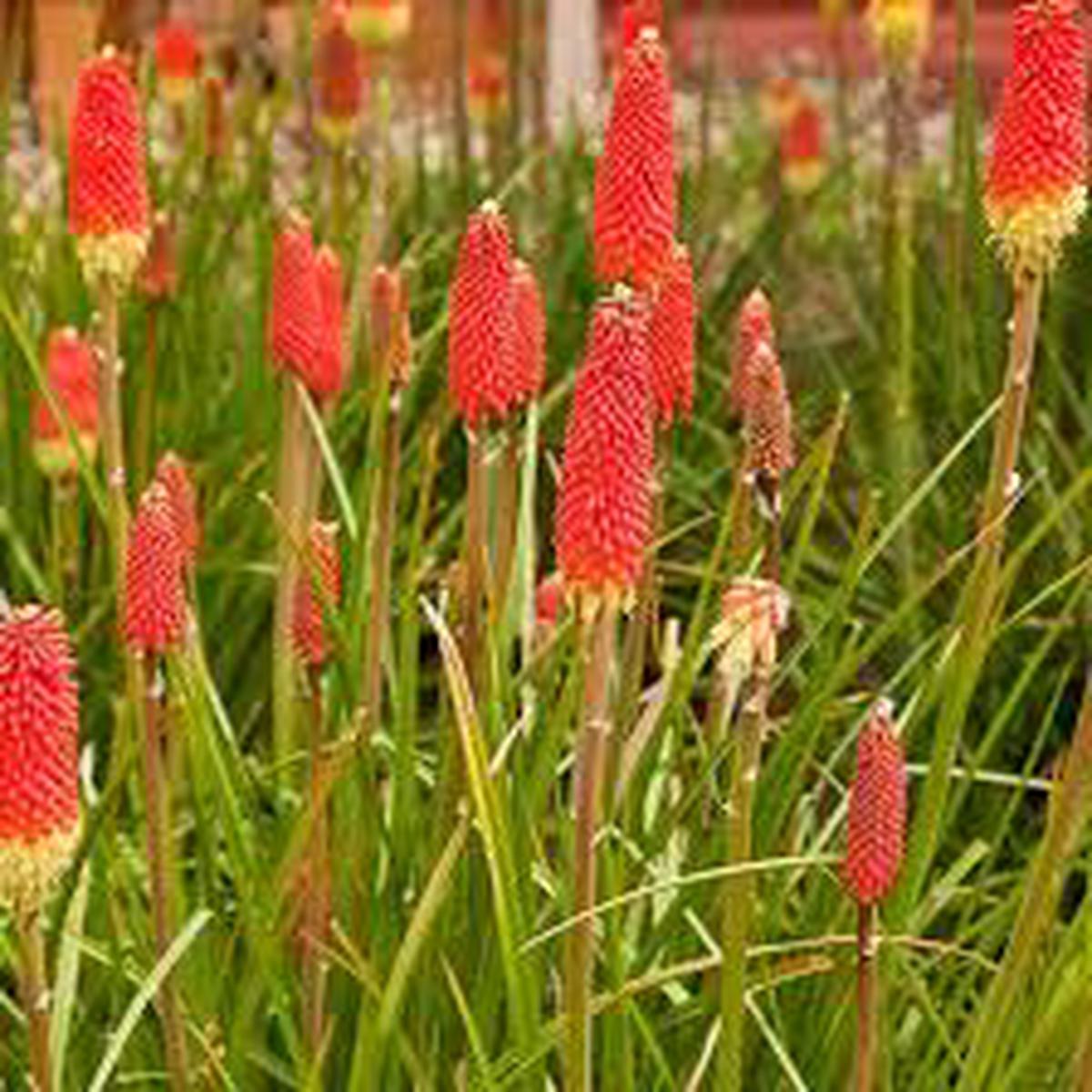 Red Kniphofia Flower Seeds for Planting  Heirloom, Non-GMO, High Germination Organic Garden Seeds