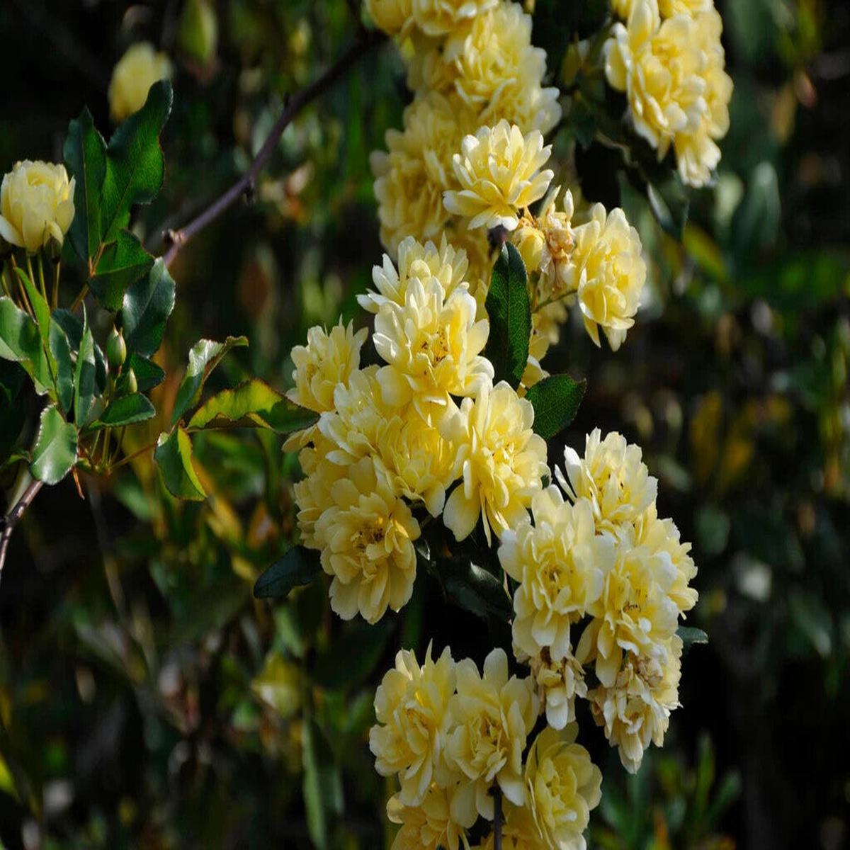 Rosa Banksia Flower Seeds for Planting  Heirloom Non-GMO, High Germination Organic Garden Seeds