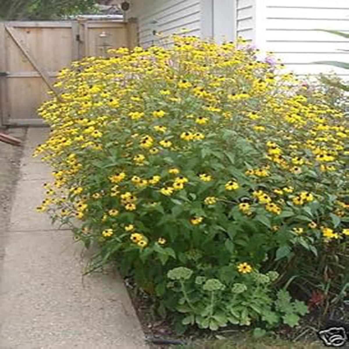 Rudbeckia Triloba Flower seeds for Planting - Wildflower Mix, Heirloom & GMO Free Seeds for Home Garden