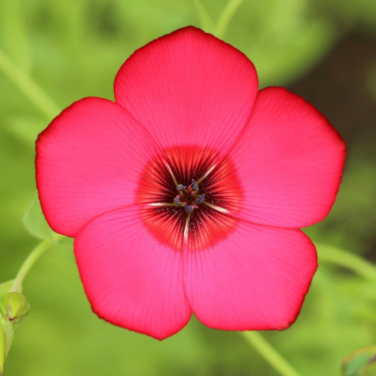 Scarlet Flax Flower seeds for Planting Long Bloom Season Heirloom & GMO Free Seeds for Home Garden