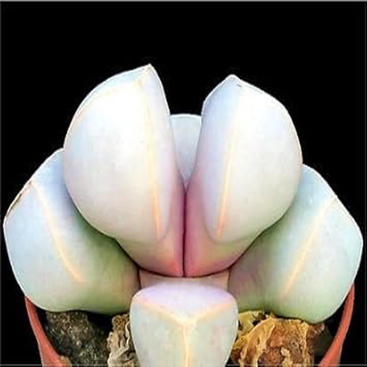 Sea Green Lapidaria Margaretae Flower seeds for Planting - Cut Flower Favorite, Heirloom & GMO Free Seeds for Home Garden