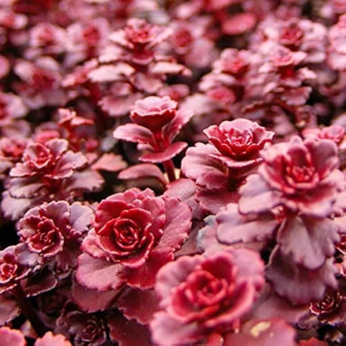 Sedum Voodoo Succulent Flower Seeds for Planting