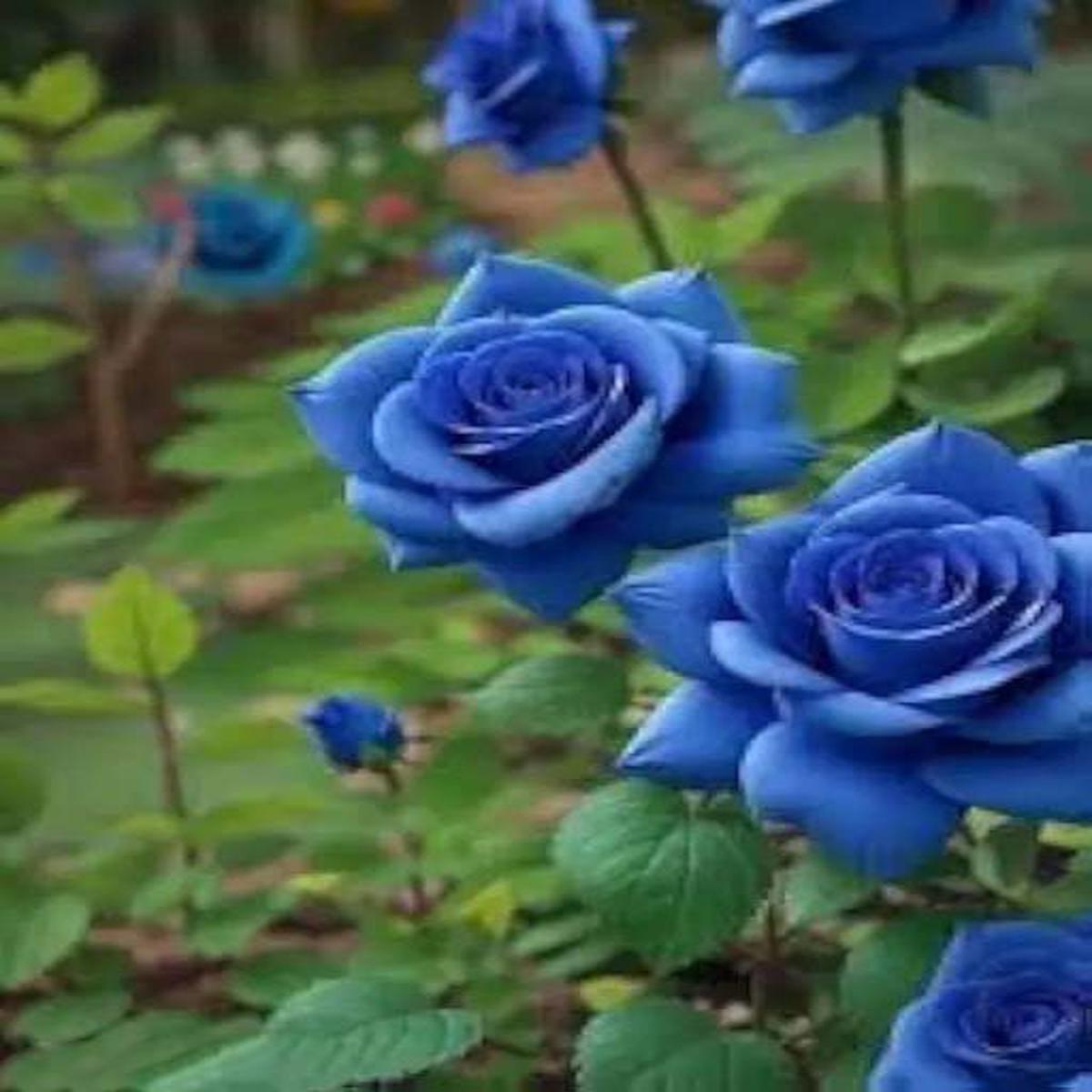 Sky Blue Unique Rose Flower Seeds for Planting  Heirloom, Non-GMO, Easy to Grow, High Germination