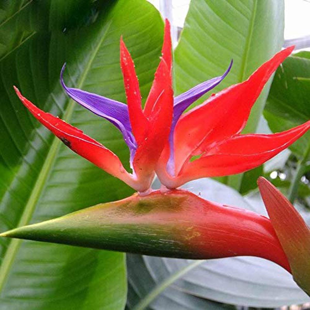 Strelitzia Reginae Flower Seeds for Planting | Heirloom Non-GMO Organic Garden Seeds