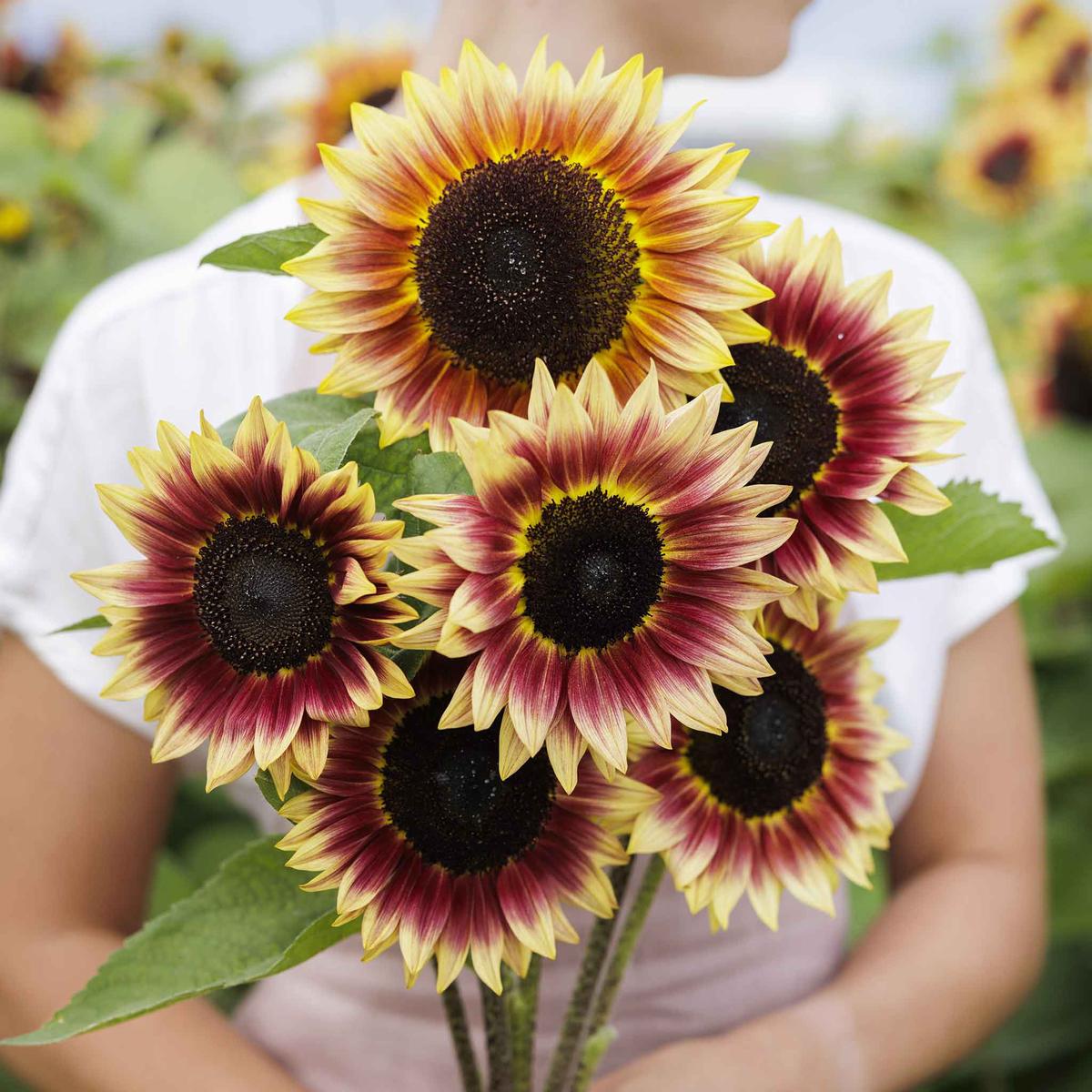 Sunflower Seeds - Desert Sun