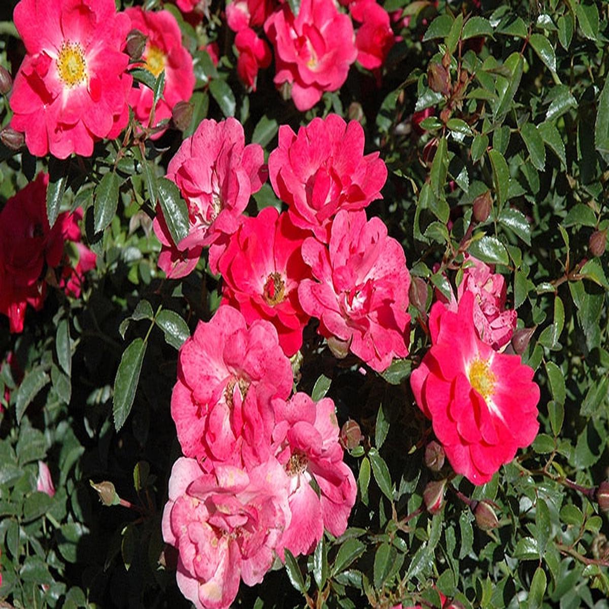 Supreme Rose Bush Flower Seeds for Planting  Cottage Garden Essential, Heirloom, Non-GMO, High Germination