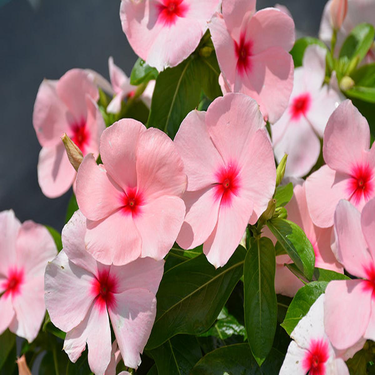 Titan Apricot Rosea Periwinkle Vinca Seeds for Planting  Heirloom, Non-GMO, High Germination