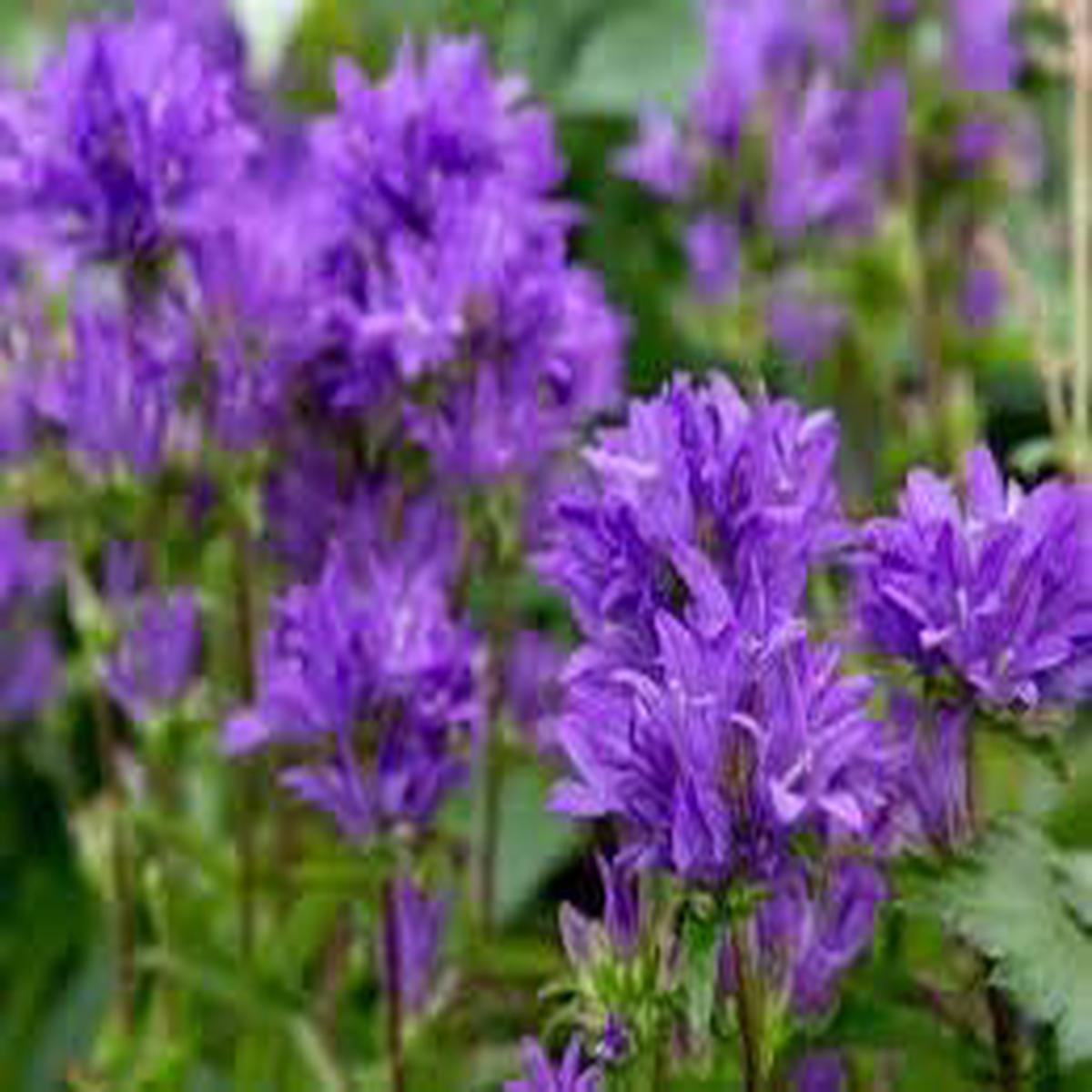 Violet Evening-Scented Flower Seeds for Planting  Heirloom, Non-GMO, High Germination, Organic Garden Seeds
