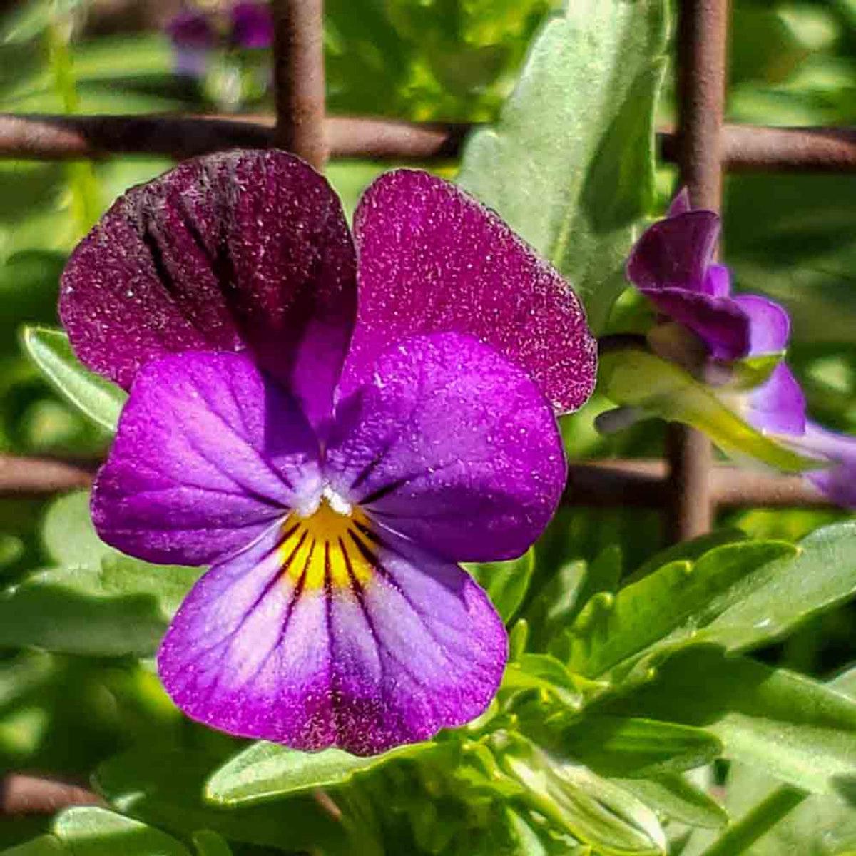 Violet Johnny Flower Seeds for Planting Heirloom, Non-GMO, High Germination Organic Garden Seeds