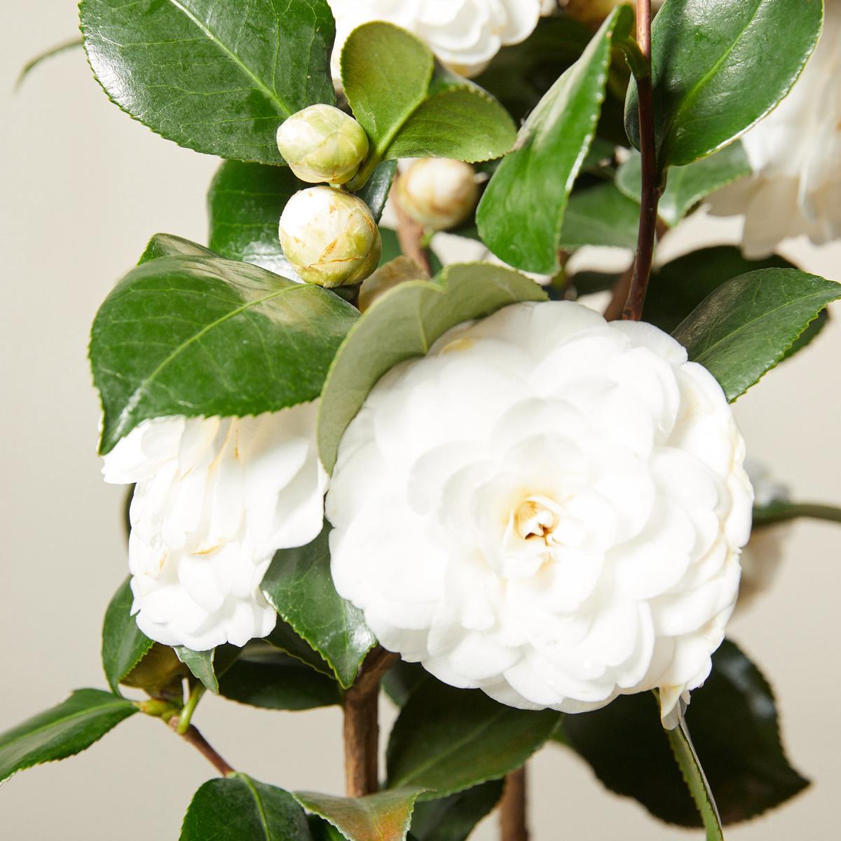 White Camellia Flores Flower Seeds for Planting Cut Flower Favorite Heirloom & GMO Free Seeds for Home Garden Sale
