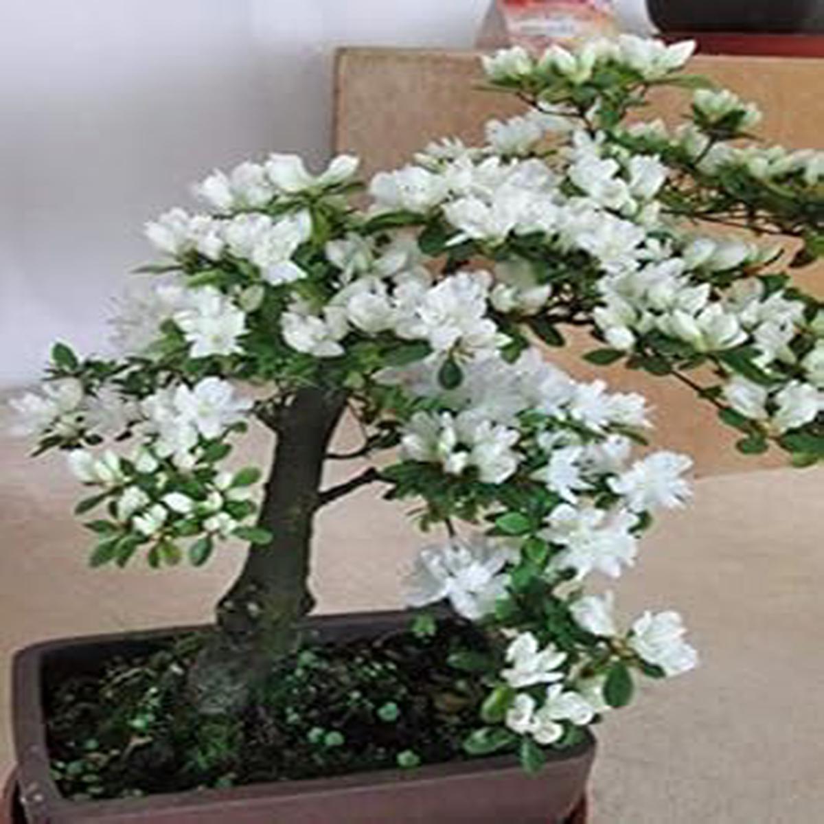 White Cerasus Perennial Flower Seeds Heirloom Non-GMO Seeds for Planting, High Germination Organic Garden Seeds