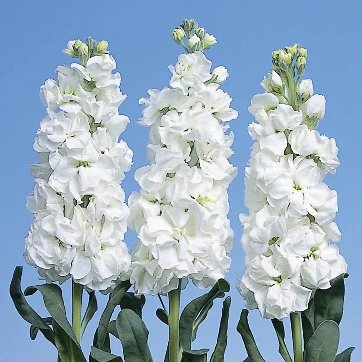 White Evening Stock Flower seeds for Planting - Fragrant Blossoms, Heirloom & GMO Free Seeds for Home Garden