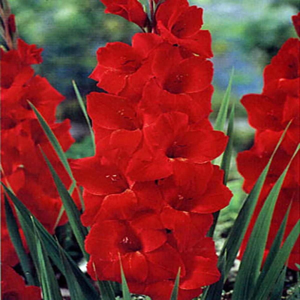 White Matthiola Flower Seeds Sun Loving Heirloom & NonGMO for Home Garden Sale