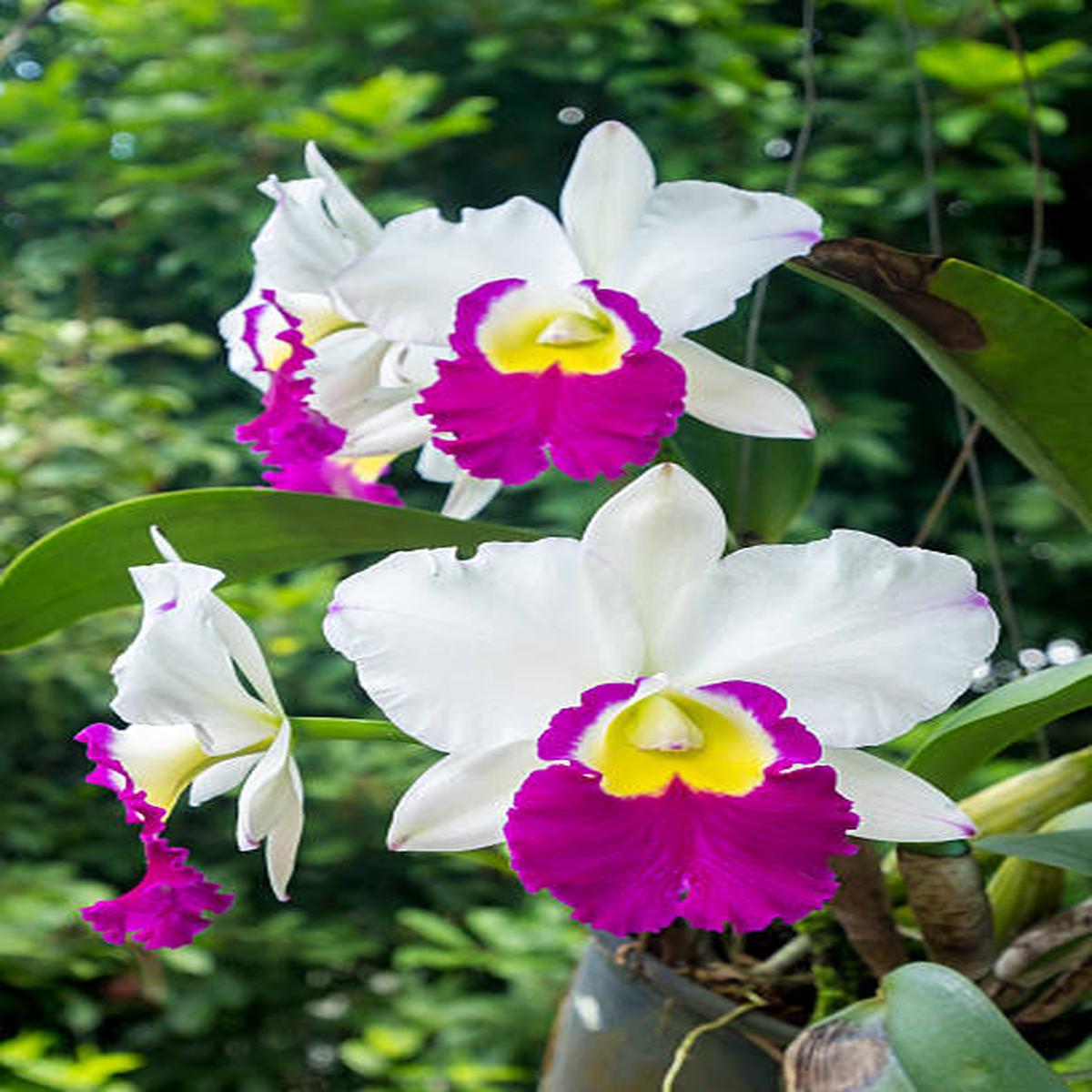 White Pink Cattleya Flower Seeds for Planting  Heirloom, Non-GMO, High Germination Organic Garden Seeds