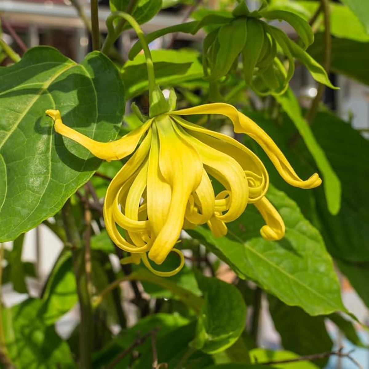 Yellow Cananga Flower Seeds for Planting Heirloom, Non-GMO, High Germination Organic Garden Seeds