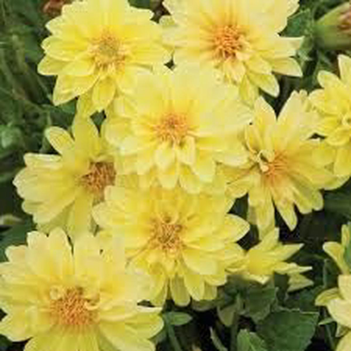Yellow Dahlia Perennial Flower Seeds  Heirloom Non-GMO Seeds for Garden Planting