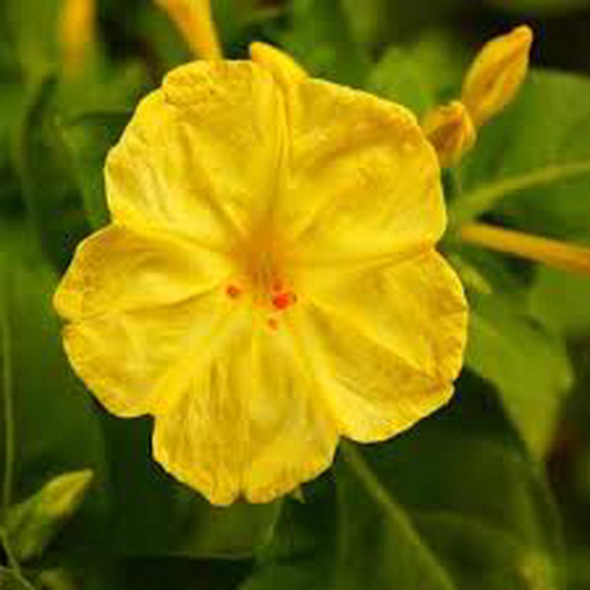 Yellow Mirabilis Flower Seeds for Planting Heirloom, Non-GMO, Pollinator Friendly Organic Garden Seeds