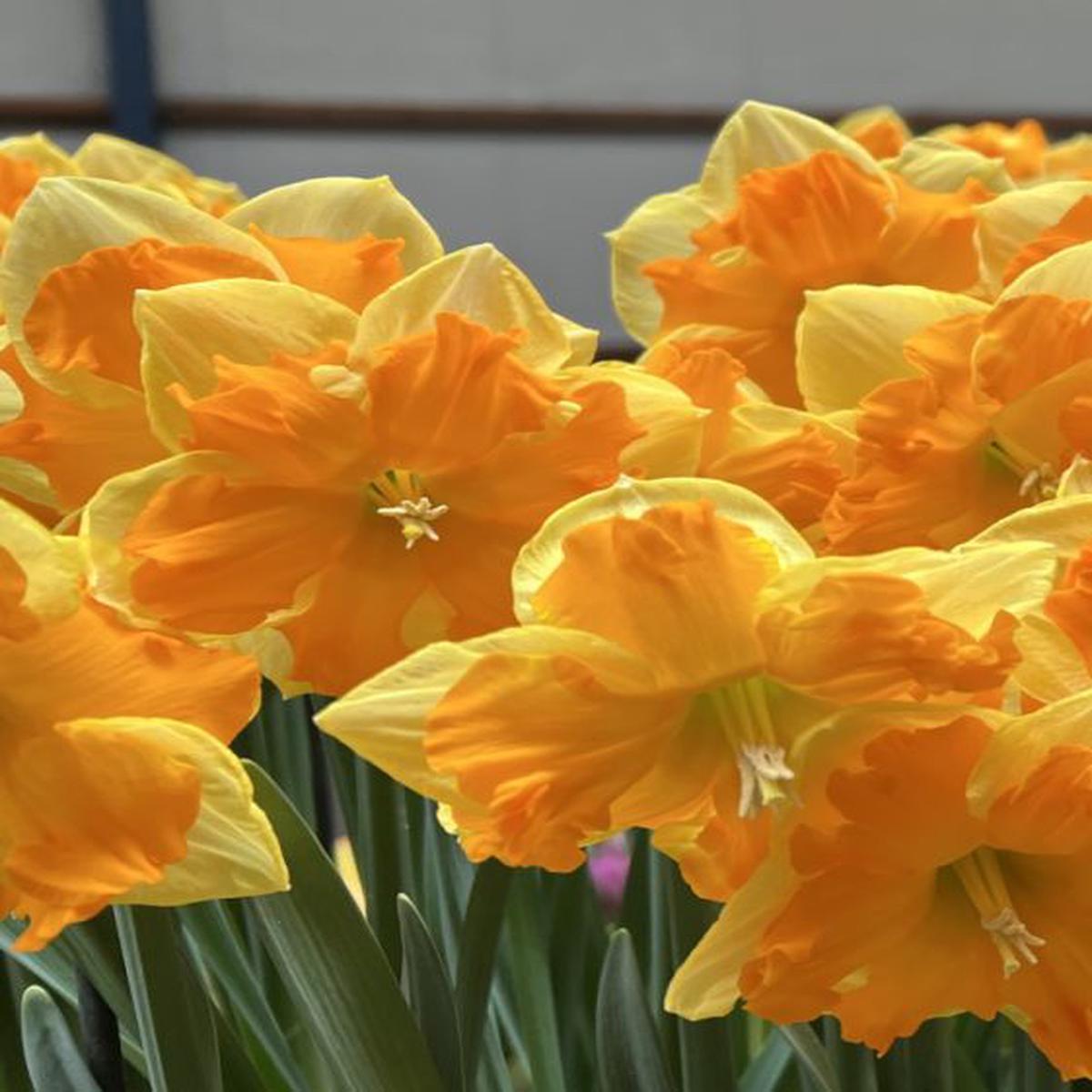 Yellow Orange Narcissus Flower Seeds for Planting Heirloom, Non-GMO, Wildflower Mix, High Germination