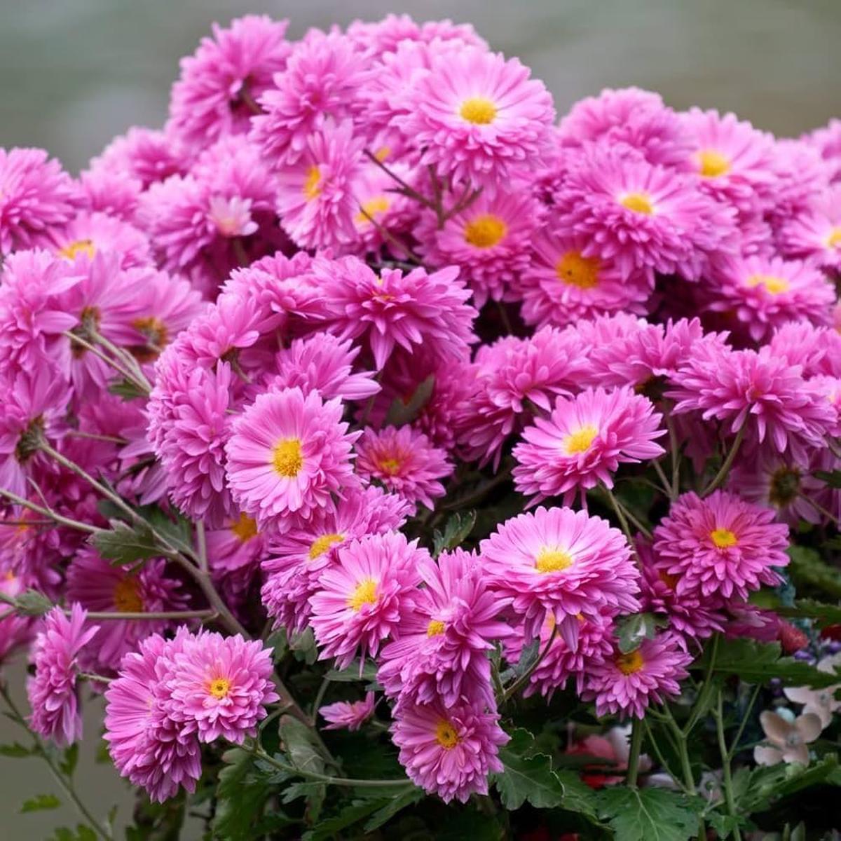 Yellow Pink Chrysanthemum Flower Seeds for Planting Heirloom, Non-GMO, High Germination Organic Garden Seeds