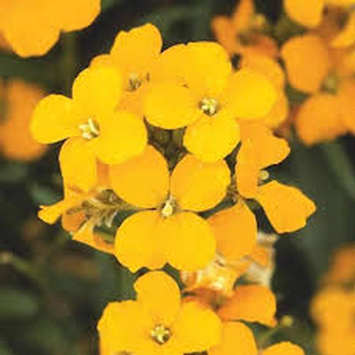 Yellow Wallflower Flower seeds for Planting - Premium Quality, Heirloom & GMO Free Seeds for Home Garden