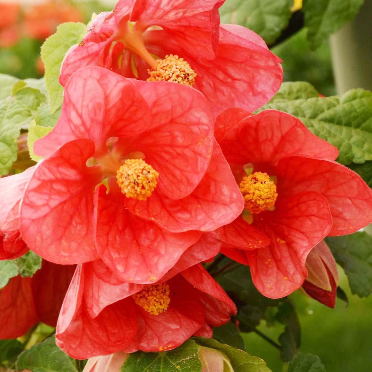 Abutilon Hybridum 'Bella Red' Flower Seeds for Planting  Heirloom, Non-GMO, Easy to Grow, Annual