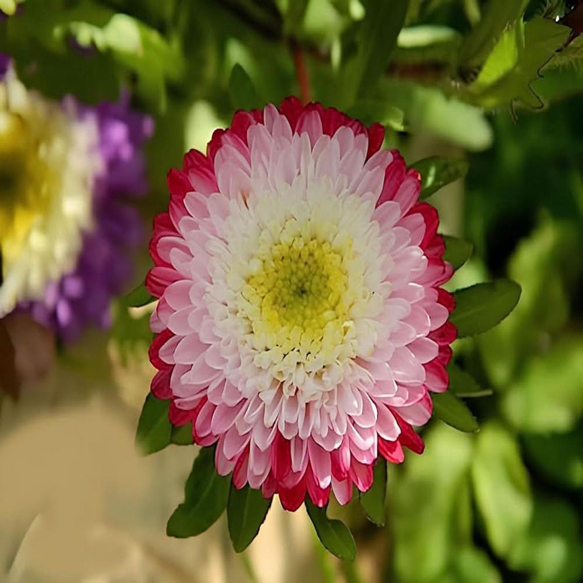 Aster White Rainbow Chrysanthemum Perennial Flowering Seeds For Planting