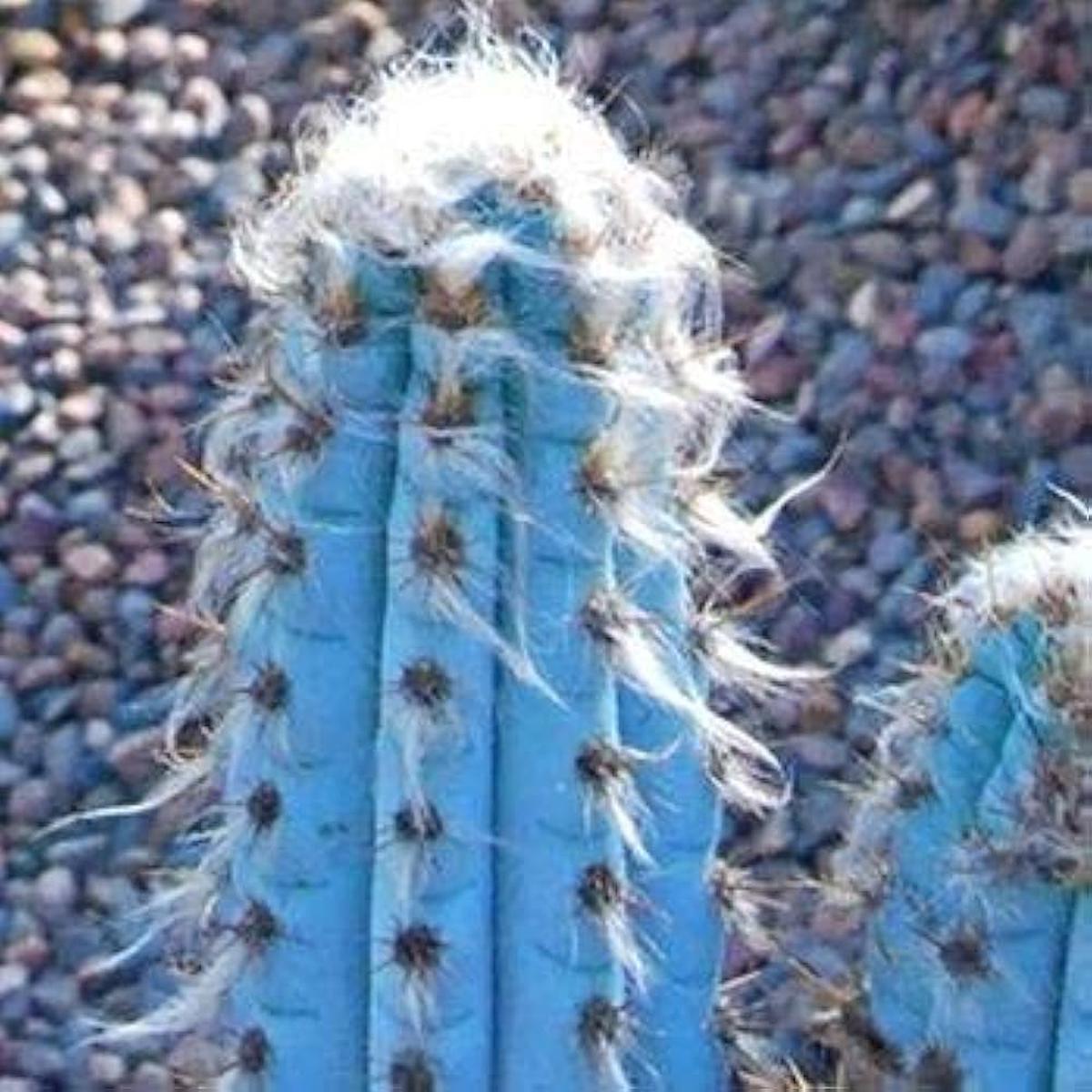 Blue Cactus Cereus peruvianus succulent seeds for planting in indoor pots and home garden decor