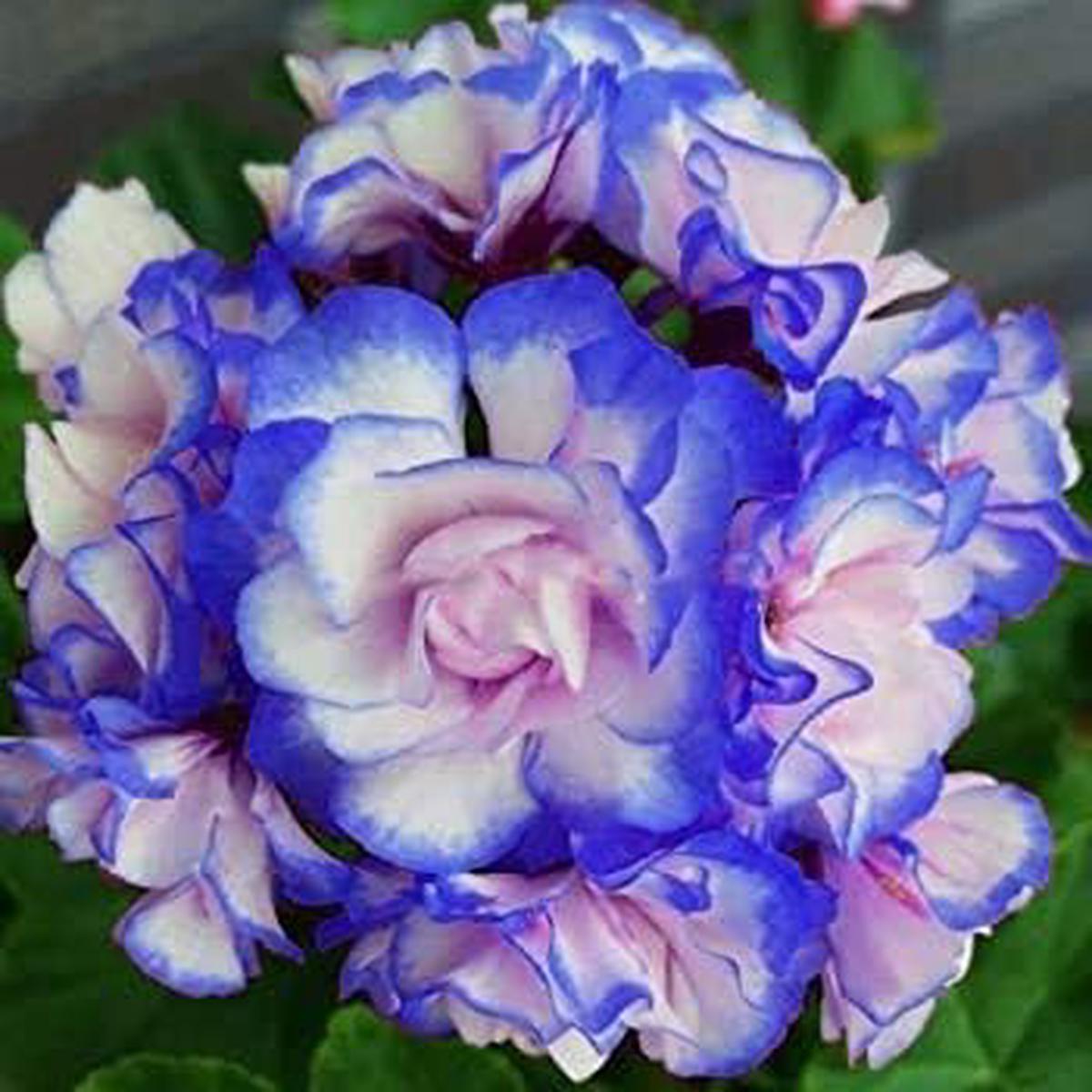 Blue Mix Geranium (Pelargonium) Flower Seeds for Planting  Heirloom Non-GMO High Germination Organic Garden Seeds