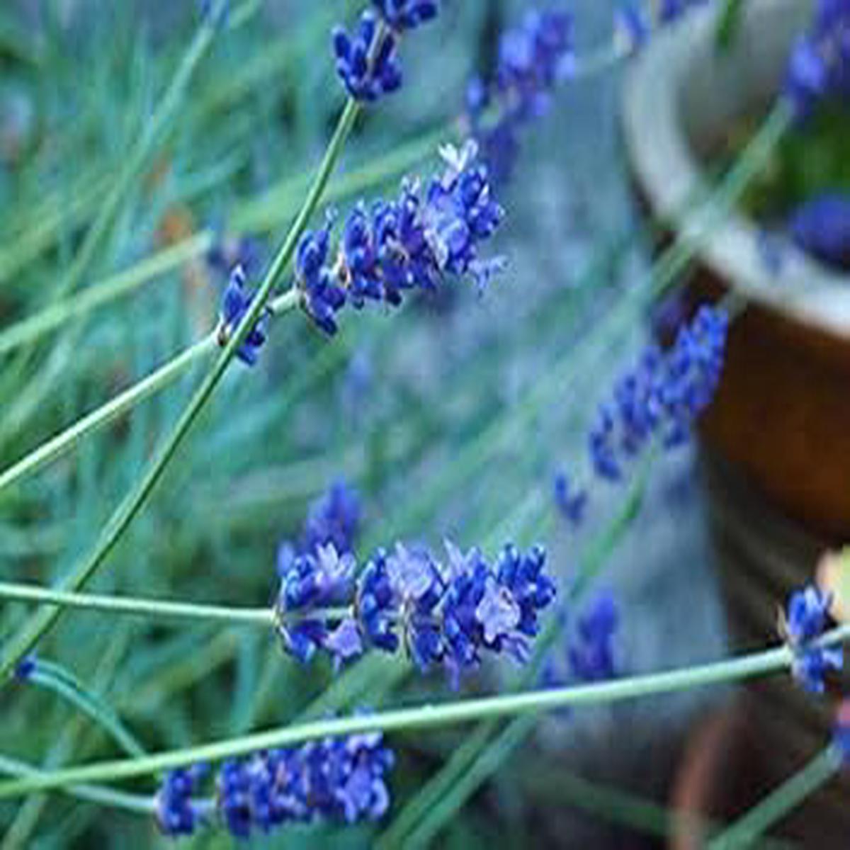 Blue Provence Lavender Seeds for Planting  Heirloom, Organic, Non-GMO, High Germination Garden Flower Seeds