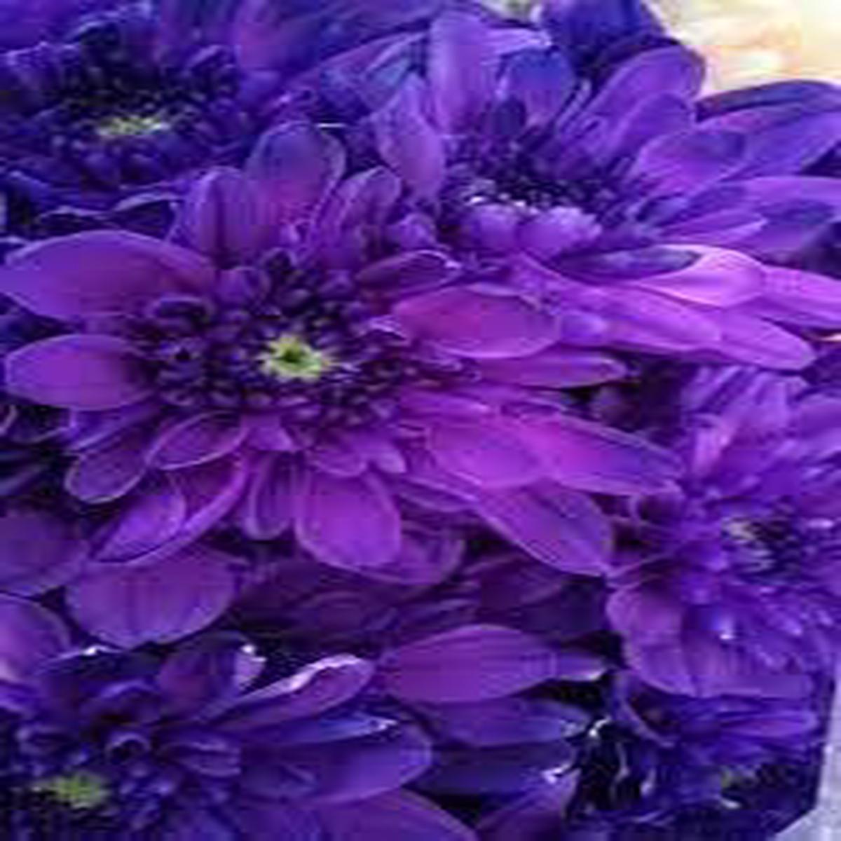 Blue Violet Chrysanthemum Flower seeds for Planting - Seasonal Bloomer, Heirloom & GMO Free Seeds for Home Garden