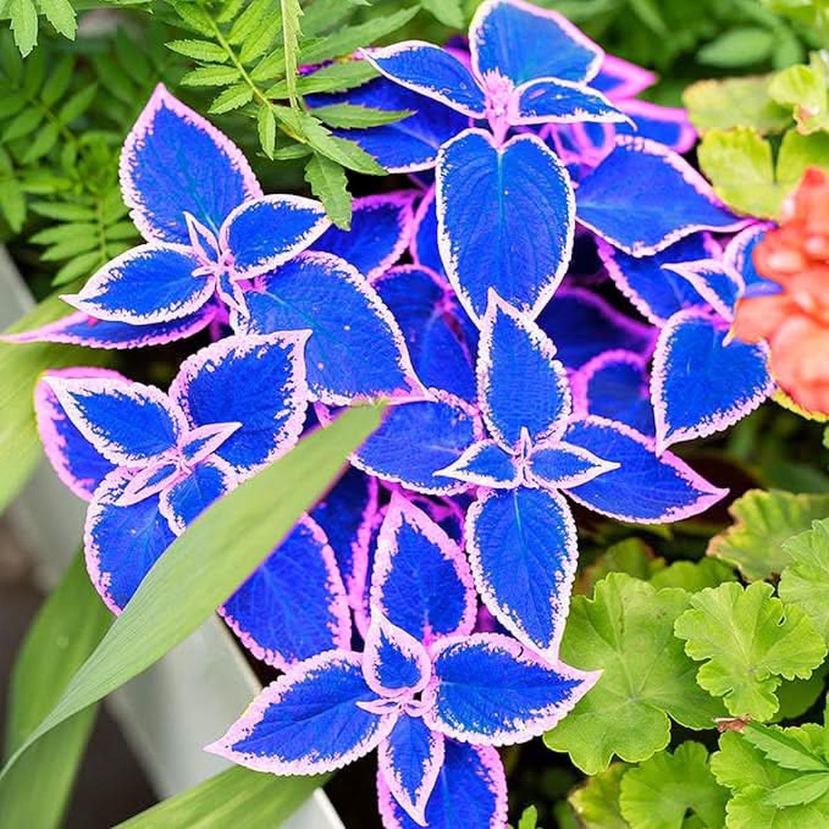 Coleus Blue Magic Color Ornamental Flower Seeds