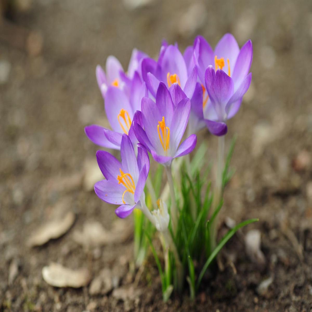 Crocus Flower Seeds for Planting  Heirloom, Non-GMO, High Germination Organic Garden Seeds