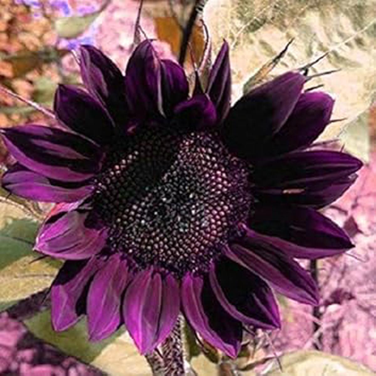 Dark Blue Sunflower Perennial Seeds for Planting Heirloom, Non-GMO, High Germination, Organic Garden Seeds for Unique Blooms