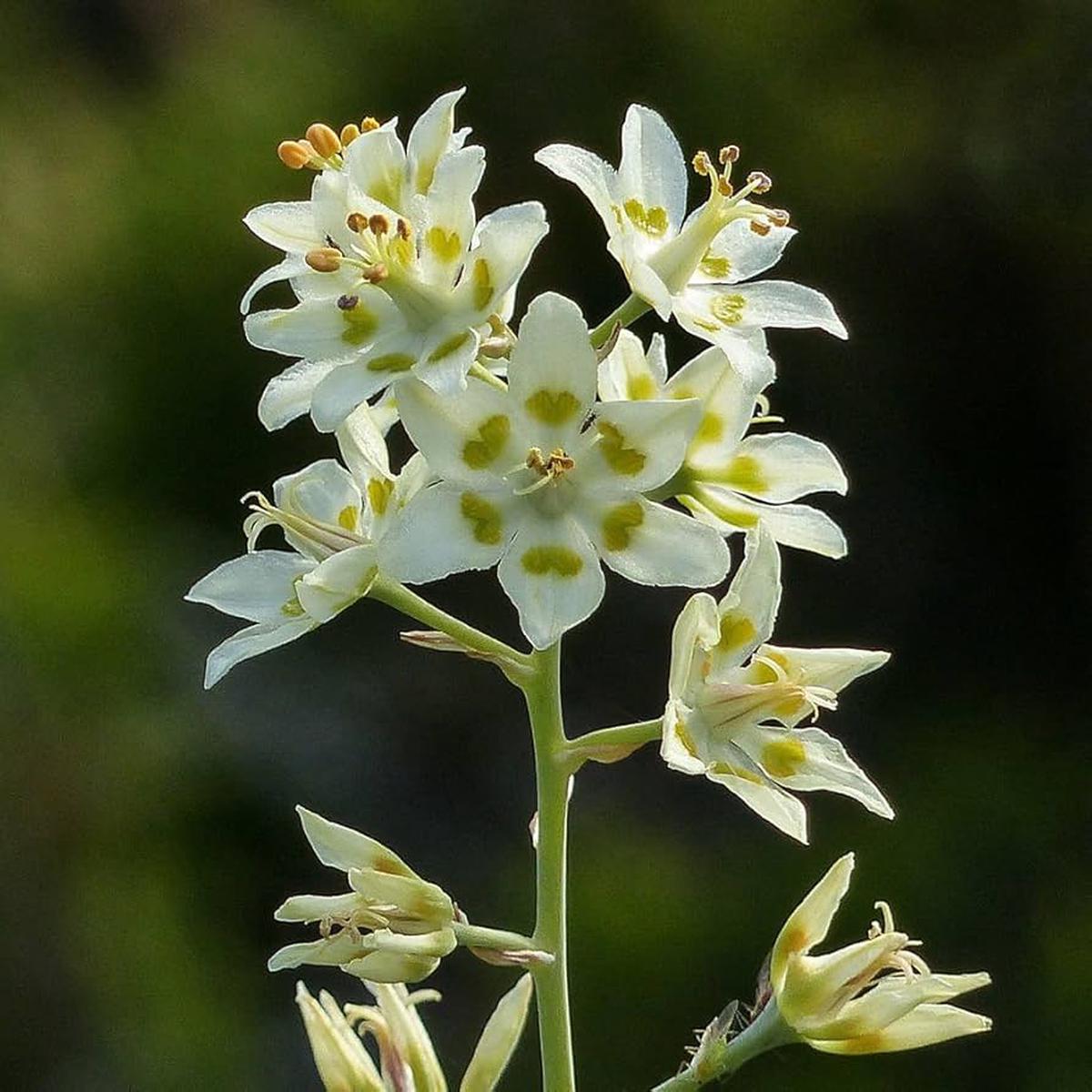 Deathcamas flower Zigadenus elegans white wildflower seeds for planting in natural landscapes or open gardens