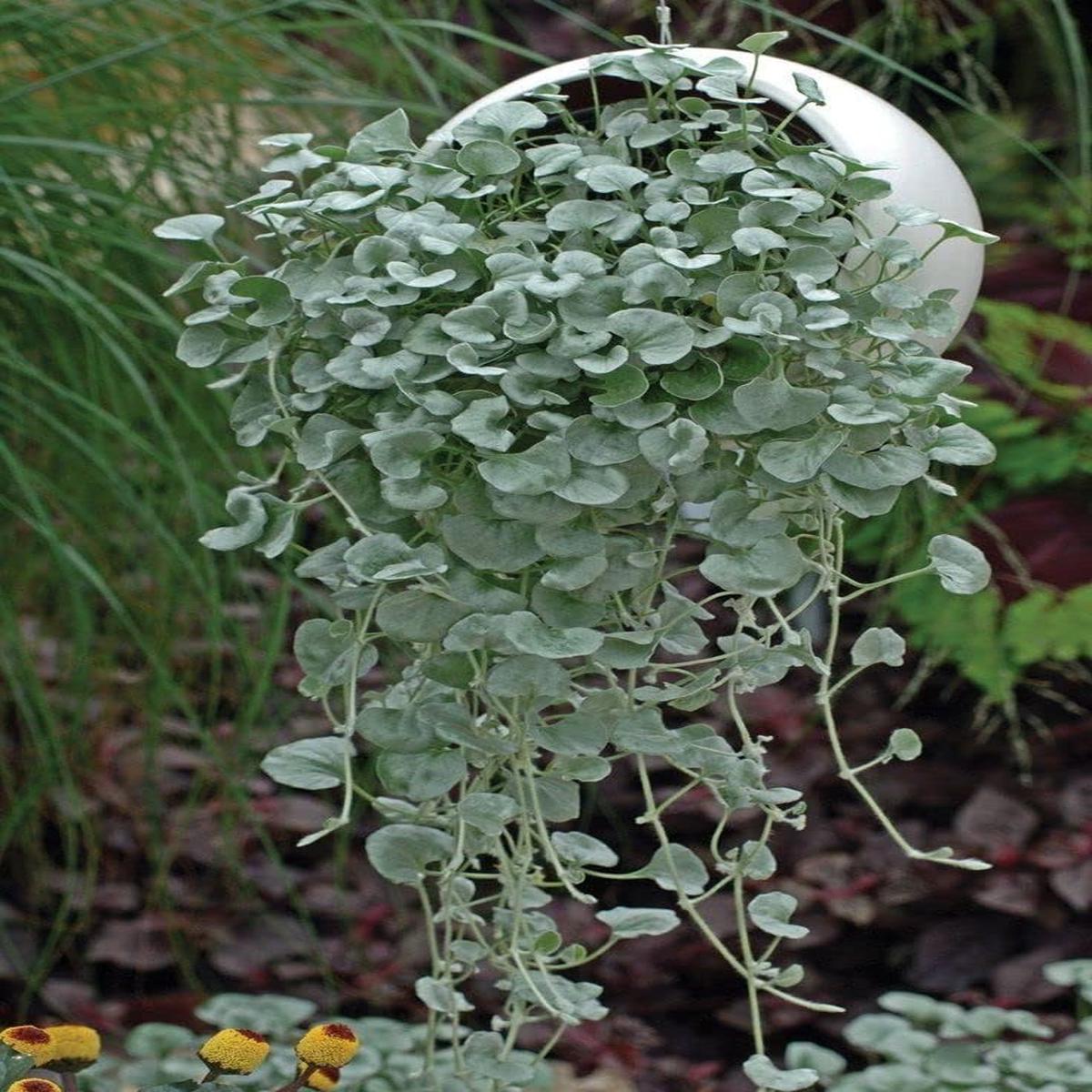 Dichondra Repens Lawn Flower Seeds for Planting Garden Favorite, Heirloom & Non-GMO, High Germination Organic Seeds