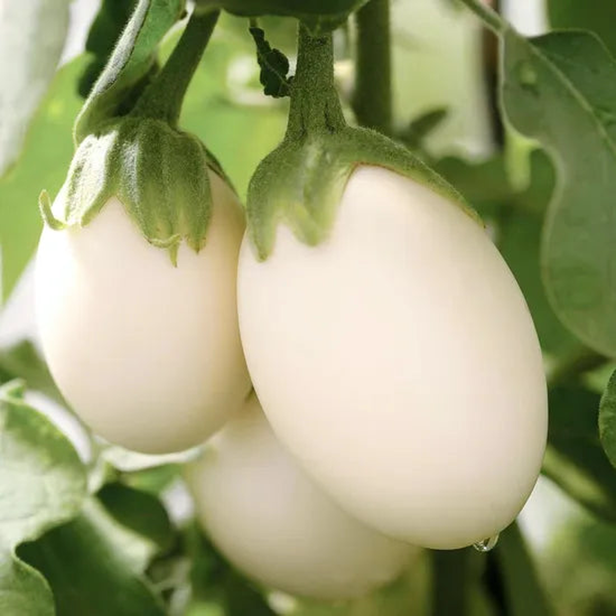 Disease Resistant, Fast Adaptability, Storage And Transportation Resistance Solanum Texanum Ten  Heirloom, Non-GMO, High Germination Organic Garden Seeds