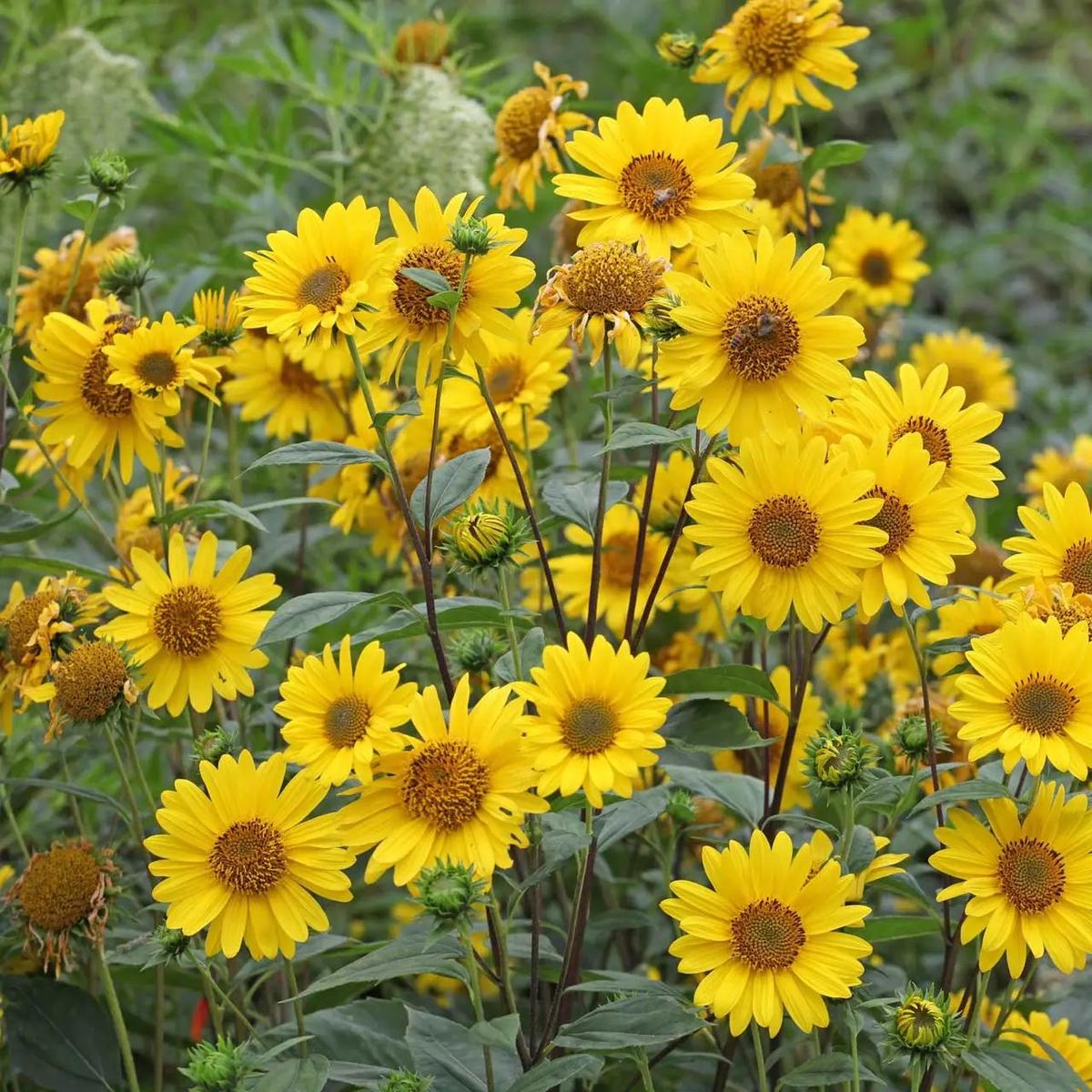 False Sunflower Seeds for Planting  Heirloom, Non-GMO, Easy to Grow, Perennial