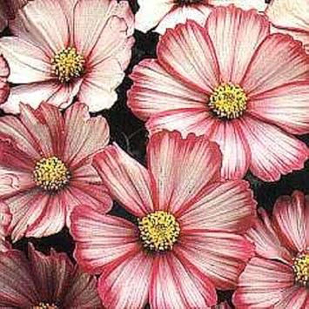 Heirloom Bicolor Cosmos Peppermint Twist Flower Seeds  Vibrant, Non-GMO Garden Planting Seeds