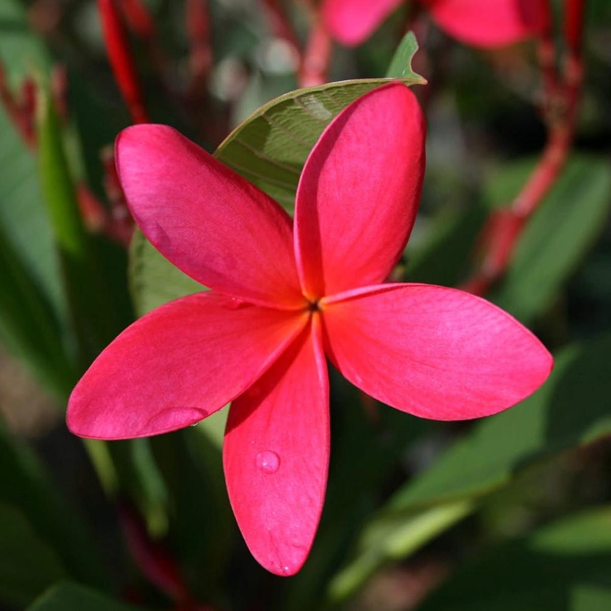 Heirloom Non-GMO Deep Pink Egg Flower Seeds for Planting  Vibrant Garden Blooms