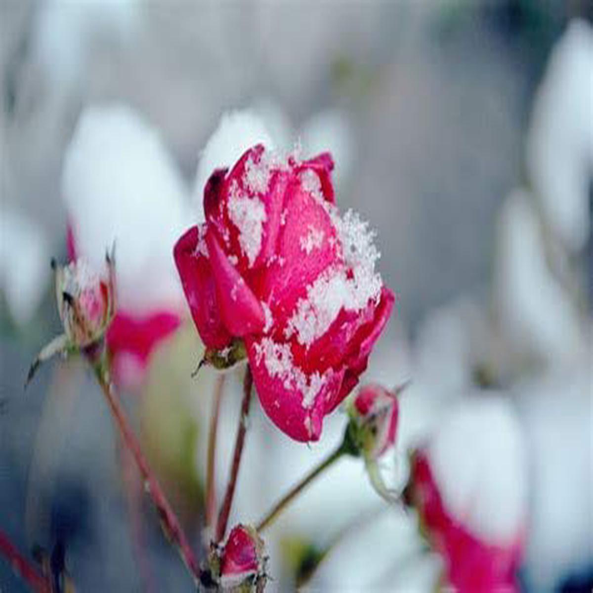 Heirloom Non-GMO Snow Rose Flower Seeds Pink Blooms, High Germination Organic Garden Seeds for Planting