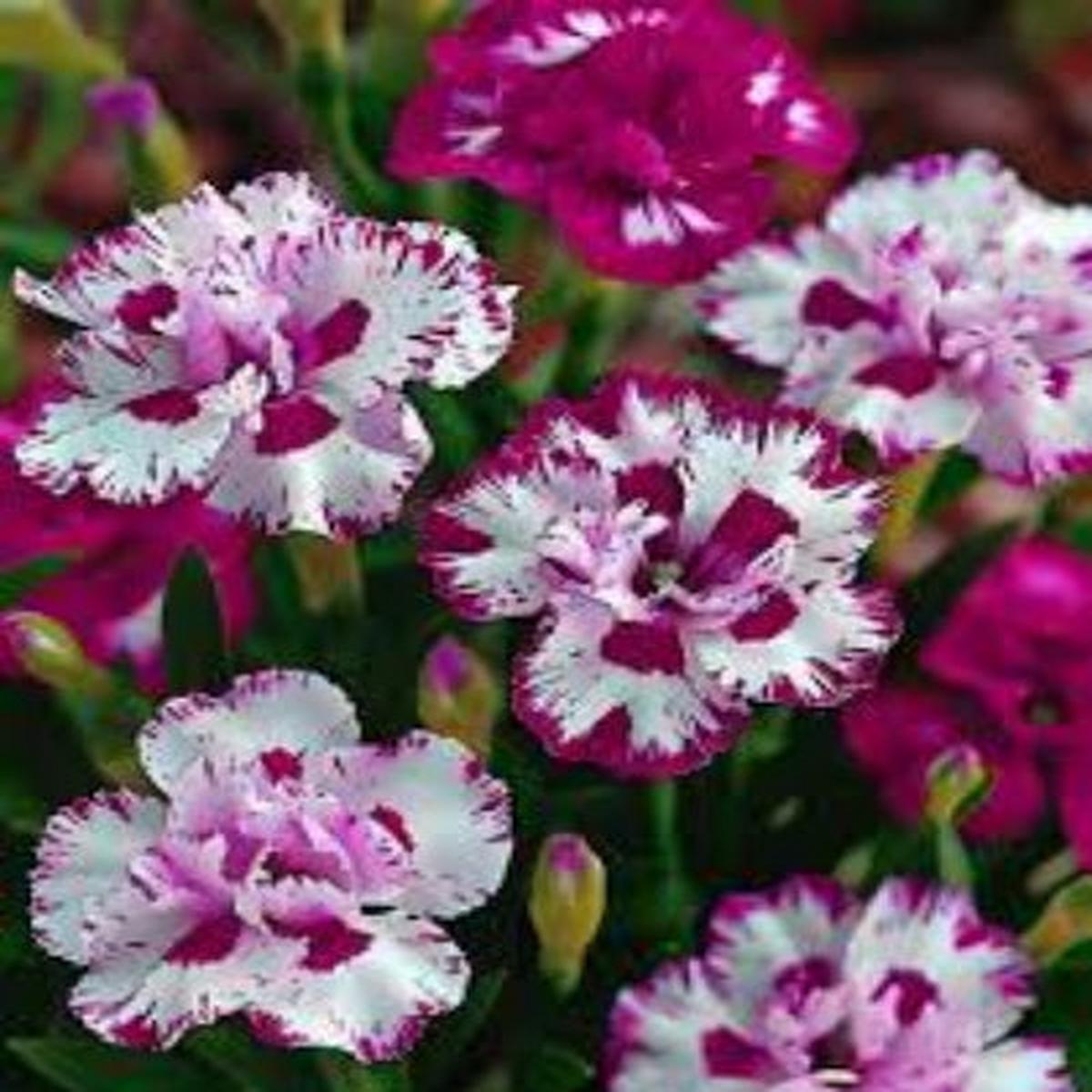 Heirloom Non-GMO White Maroon Dianthus Flower Seeds for Colorful Garden Planting