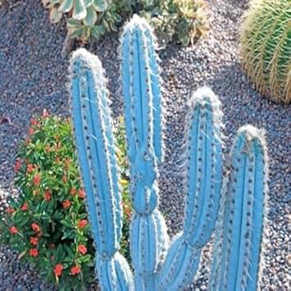 Heirloom Pilosocereus Flower Seeds for Planting  Hardy Variety, Non-GMO, High Germination Organic Garden Seeds
