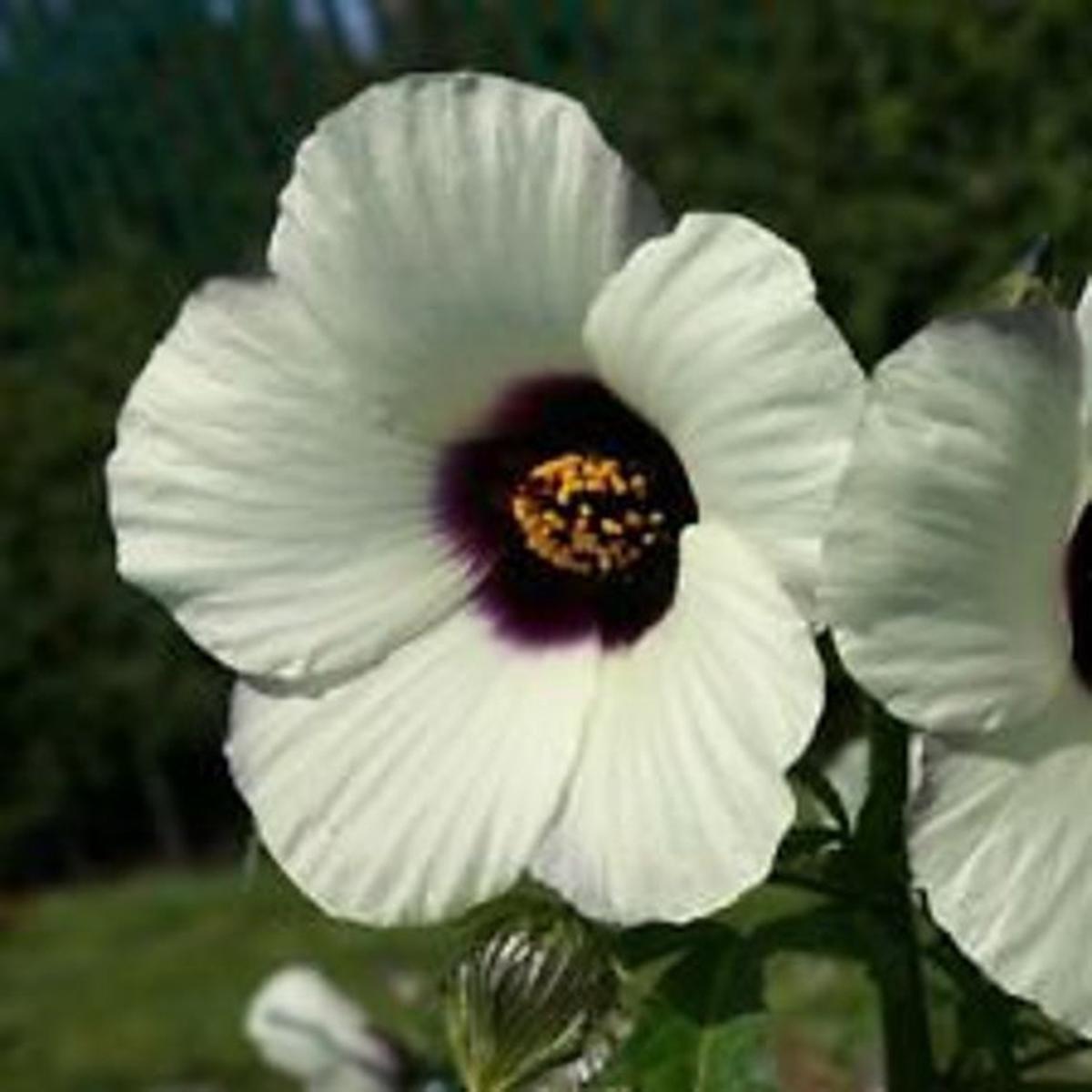 Hibiscus acetosella Amethystblume Flowering Seeds For Planting in backyard garden borders
