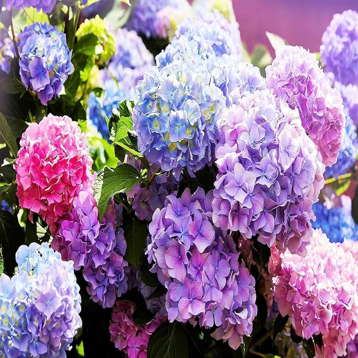 Hydrangea Hydrangea macrophylla Bonsai Flower Seeds for Balcony Garden