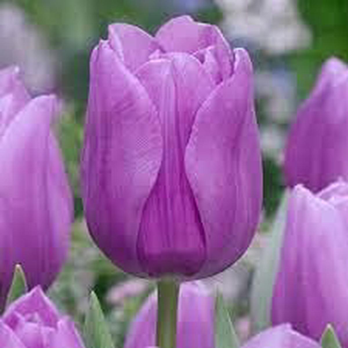Lavender Shade Tulip Flower Seeds for Planting Heirloom, Non-GMO, High Germination Vibrant Blooms