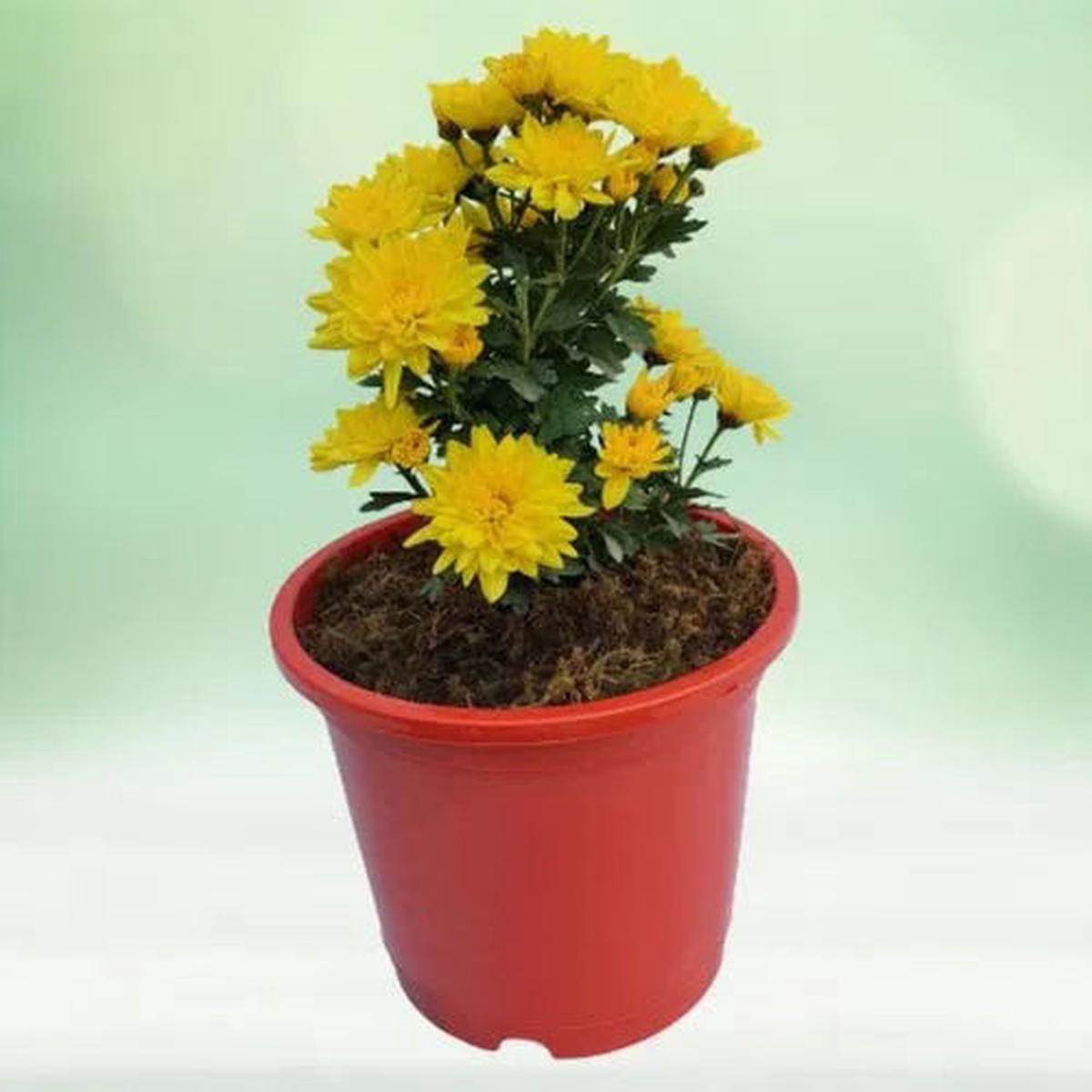 Lemon Yellow Aster Flower Seeds for Planting  Heirloom Non-GMO High Germination Organic Garden Seeds