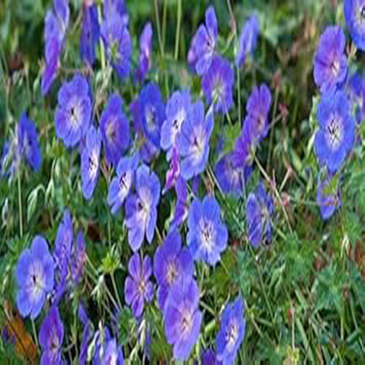 Light Blue Geranium Flower Seeds for Planting Heirloom, Non-GMO, High Germination Organic Garden Seeds