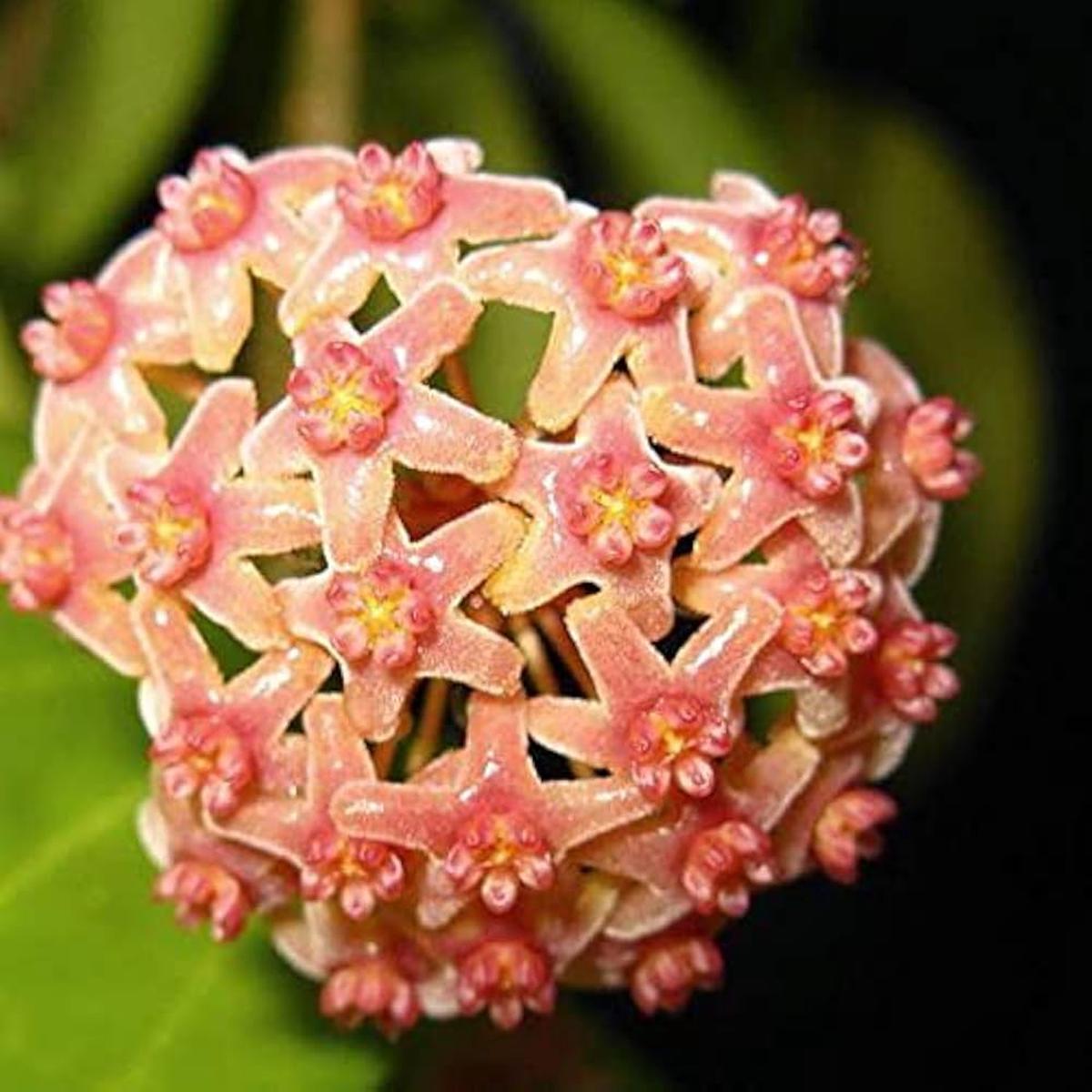 Light Orange Hoya Carnosa Flower Seeds for Planting  Heirloom Non-GMO High Germination Organic Garden Seeds
