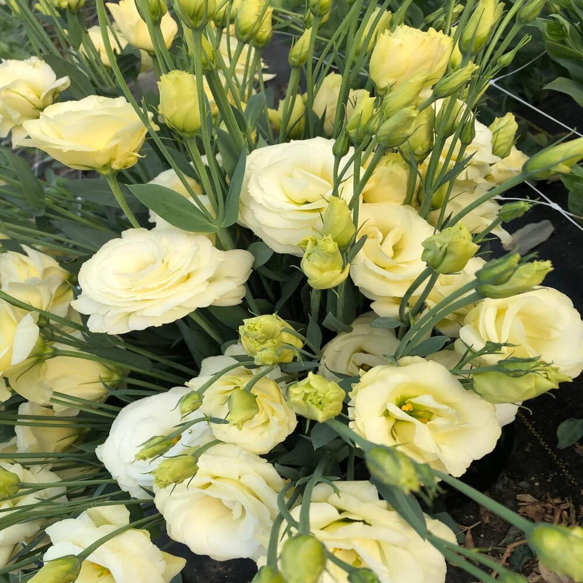 Light Yellow Eustoma (Lisianthus) Flower Seeds for Planting - Heirloom, NON-GMO Seeds