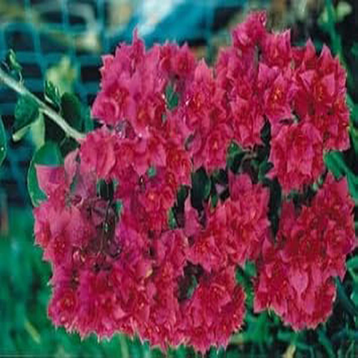 Maroon Bougainvillea Flower Seeds for Planting Heirloom, Non-GMO, High Germination Organic Garden Seeds